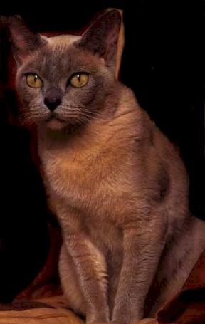 --- Le chat ---
